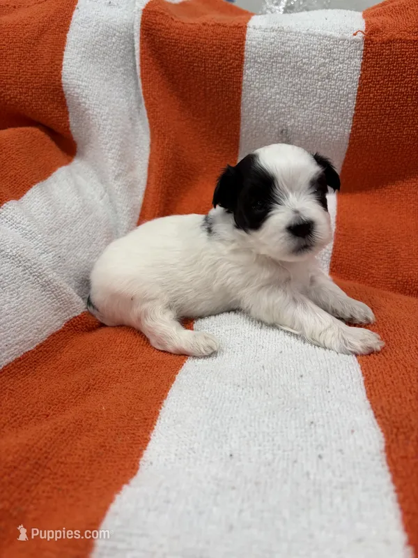 Domino – Maltipoo puppy for sale in Denver, CO
