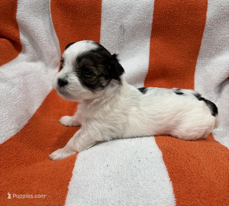Oreo – Maltipoo puppy for sale in Denver, CO