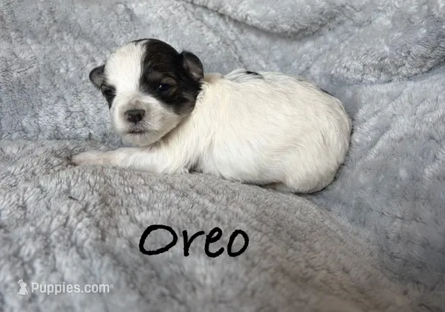 Oreo – Maltipoo puppy for sale in Denver, CO