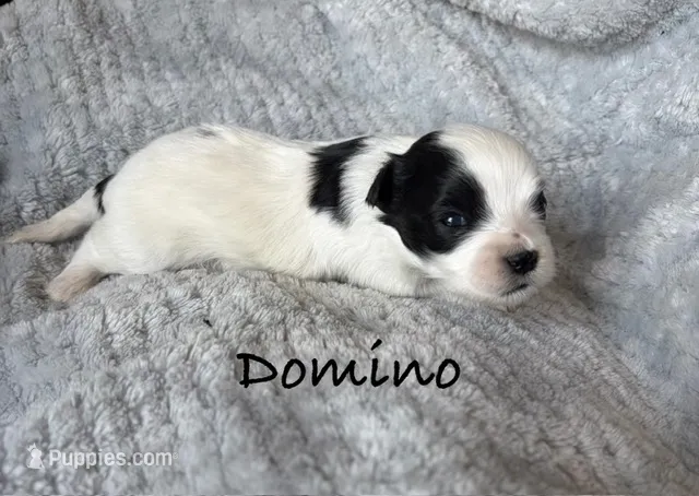 Domino – Maltipoo puppy for sale in Denver, CO