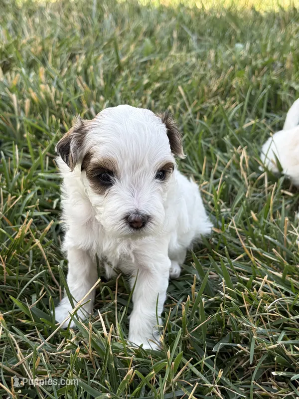 Rusty – Maltipoo puppy for sale in Denver, CO