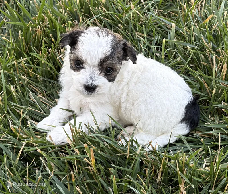Oreo – Maltipoo puppy for sale in Denver, CO