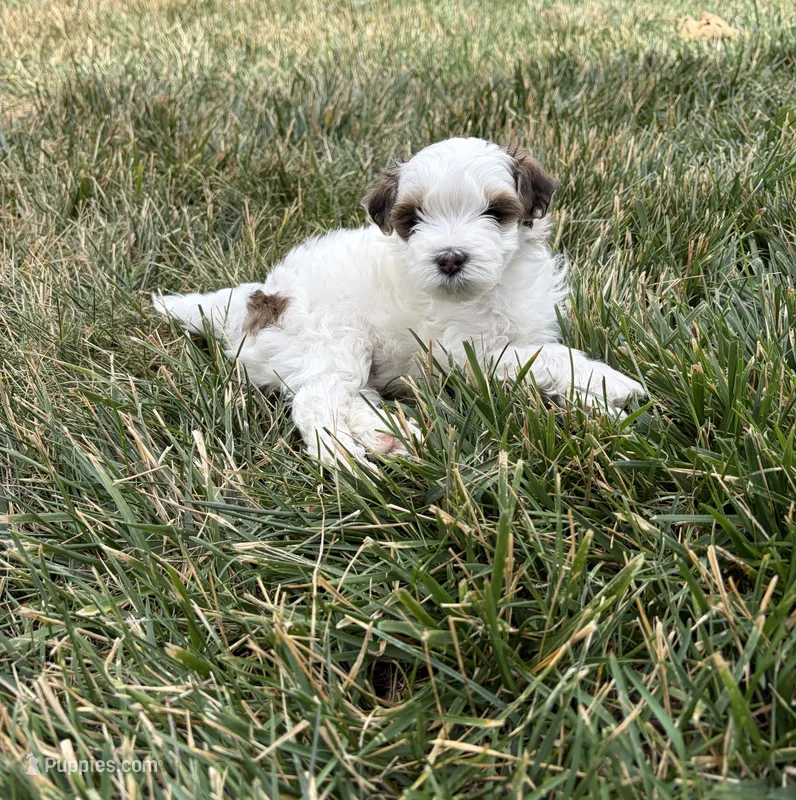Rusty – Maltipoo puppy for sale in Denver, CO