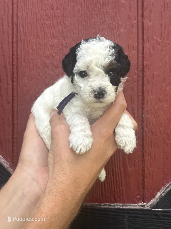 Black – Cockapoo puppy for sale in McRae, GA