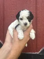 Black, a female Cockapoo for sale in McRae, GA – 1 of 1