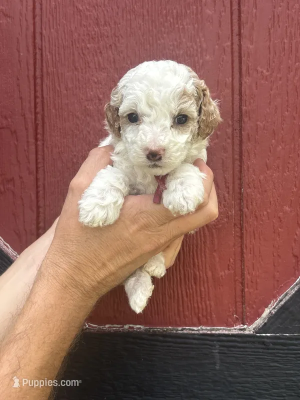 Pink – Cockapoo puppy for sale in McRae, GA