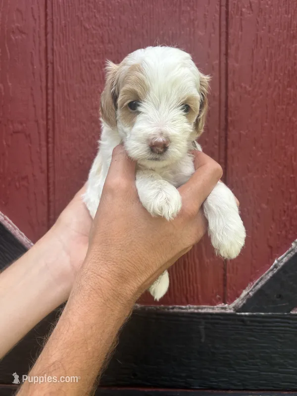 Gray – Cockapoo puppy for sale in McRae, GA