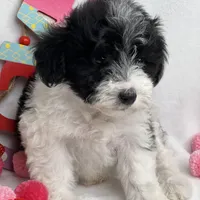 Black, a male Schnoodle for sale in McRae, GA – Photo 2 of 2