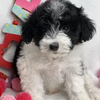Black, a male Schnoodle for sale in McRae, GA – Photo 1 of 2