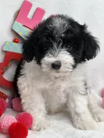 Black, a male Schnoodle for sale in McRae, GA – Photo 1 of 2