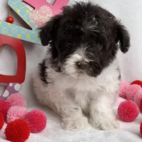 Chocolate , a male Schnoodle for sale in McRae, GA – Photo 2 of 3