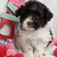 Chocolate , a male Schnoodle for sale in McRae, GA – Photo 3 of 3