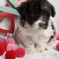 Chocolate , a male Schnoodle for sale in McRae, GA – Photo 1 of 3