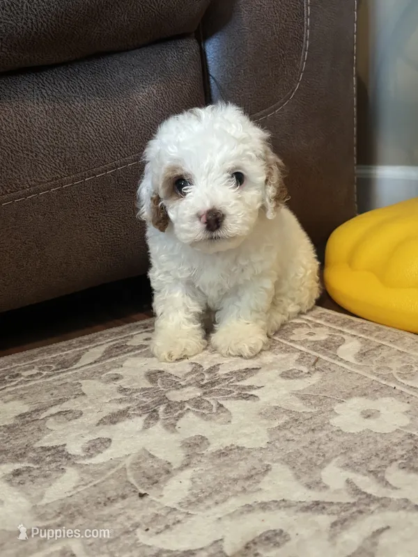 Green – Cockapoo puppy for sale in McRae, GA