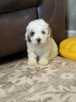 Green, a male Cockapoo for sale in McRae, GA – 1 of 2