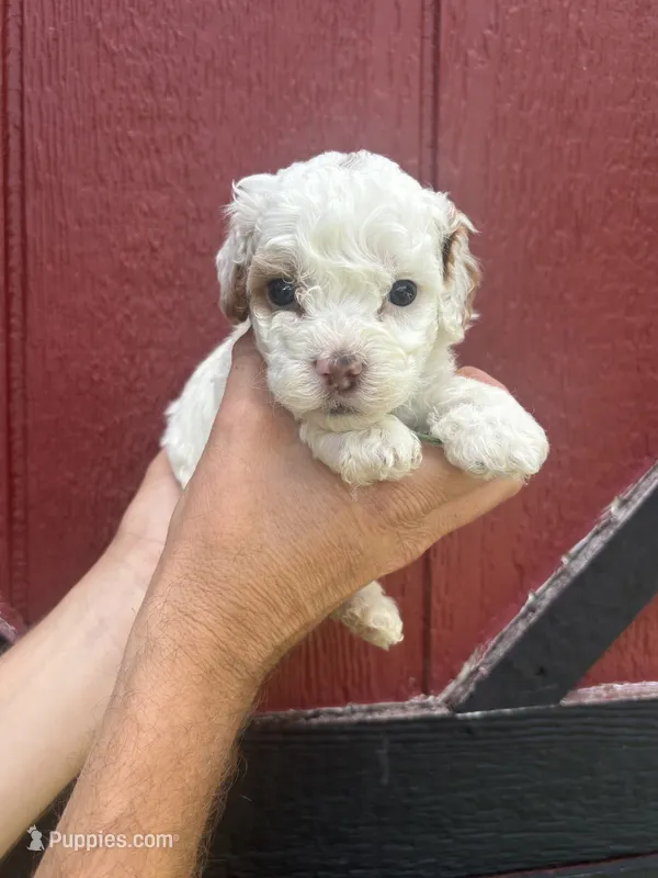 Green – Cockapoo puppy for sale in McRae, GA