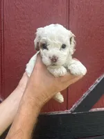 Green, a male Cockapoo for sale in McRae, GA – 1 of 1