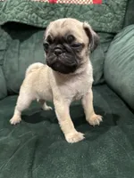 Butch, a male Pug for sale in Atlanta, MI – 2 of 2