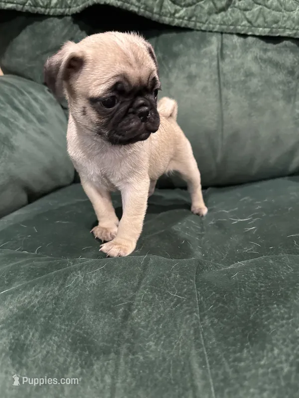 Butch – Pug puppy for sale in Atlanta, MI