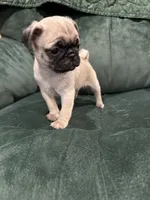 Butch, a male Pug for sale in Atlanta, MI – 1 of 2