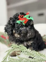 DeDe *Clear*, a female Poodle - Miniature  for sale in Brigham City, UT – Photo 3 of 4