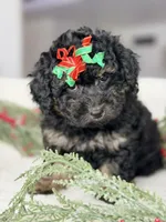DeDe *Clear*, a female Poodle - Miniature  for sale in Brigham City, UT – Photo 2 of 4