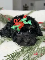 DeDe *Clear*, a female Poodle - Miniature  for sale in Brigham City, UT – Photo 1 of 4