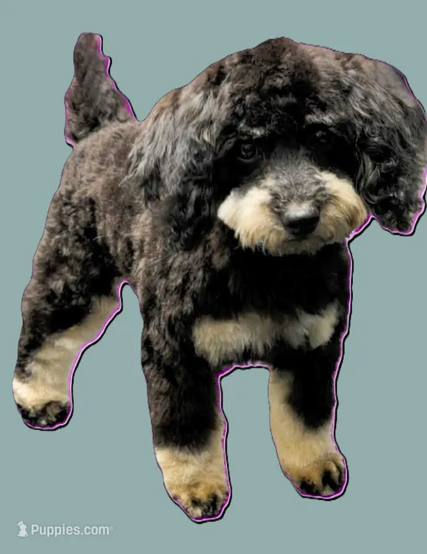 DeDe – Poodle - Miniature  puppy for sale in Brigham City, UT