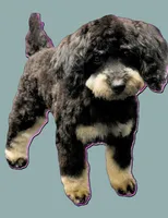 DeDe *Clear*, a female Poodle - Miniature  for sale in Brigham City, UT – Photo 4 of 4