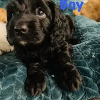 Dexter, a male Cavapoo for sale in Port Saint Lucie, FL – Photo 2 of 3