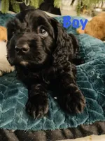 Dexter, a male Cavapoo for sale in Port Saint Lucie, FL – Photo 2 of 3