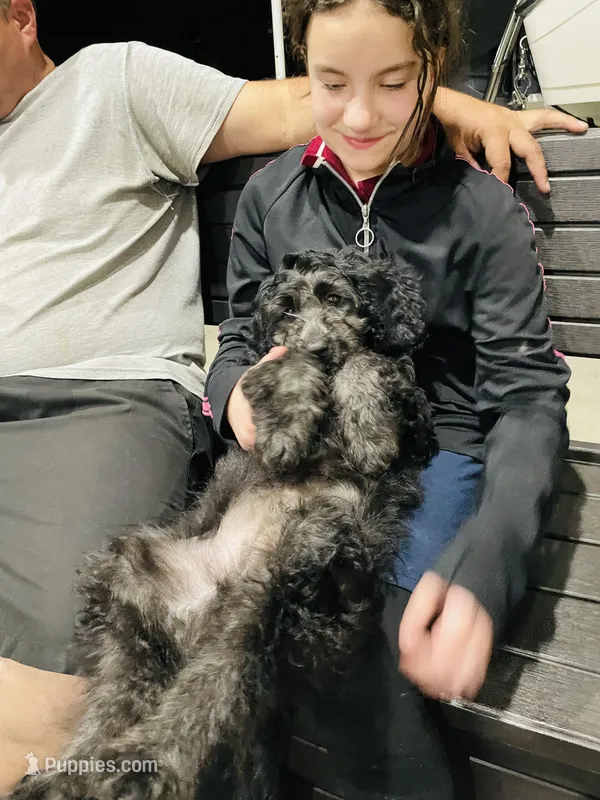 Dexter – Cavapoo puppy for sale in Port Saint Lucie, FL