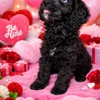 Dexter, a male Cavapoo for sale in Port Saint Lucie, FL – Photo 1 of 3