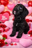 Dexter, a male Cavapoo for sale in Port Saint Lucie, FL – Photo 1 of 3