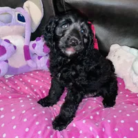 Dexter, a male Cavapoo for sale in Port Saint Lucie, FL – Photo 3 of 3