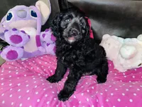 Dexter, a male Cavapoo for sale in Port Saint Lucie, FL – Photo 3 of 3