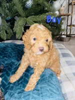 Timothy, a male Cavapoo for sale in Port Saint Lucie, FL – Photo 2 of 3