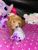 Timothy, a male Cavapoo for sale in Port Saint Lucie, FL – Photo 3 of 3