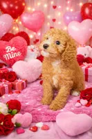 Timothy, a male Cavapoo for sale in Port Saint Lucie, FL – Photo 1 of 3