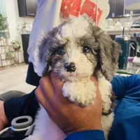 Blue, a male Cavapoo for sale in Port Saint Lucie, FL – Photo 2 of 5
