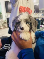 Blue, a male Cavapoo for sale in Port Saint Lucie, FL – Photo 3 of 3