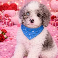 Blue, a male Cavapoo for sale in Port Saint Lucie, FL – Photo 1 of 5