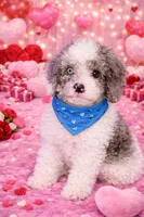 Blue, a male Cavapoo for sale in Port Saint Lucie, FL – Photo 1 of 3