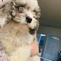 Blue, a male Cavapoo for sale in Port Saint Lucie, FL – Photo 3 of 5