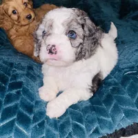 Blue, a male Cavapoo for sale in Port Saint Lucie, FL – Photo 5 of 5