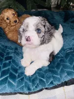 Blue, a male Cavapoo for sale in Port Saint Lucie, FL – Photo 2 of 3