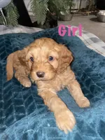 processed/b2e44312-ea9c-4863-bcc8-36bd2c1554f7/listing/e6aeeb4d-7cba-4a85-b363-21fbc9497fd4/c17fd878-1f28-4f80-ab5e-8c08e1413b49