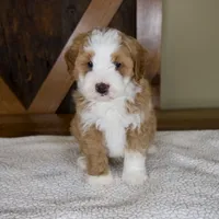Sanderson, a male Miniature Bernedoodle for sale in Sugarcreek, OH – 3 of 8