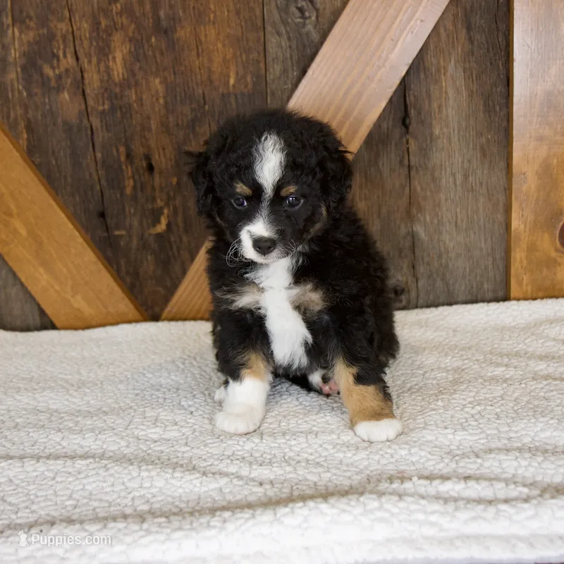 Princess – Miniature Bernedoodle puppy for sale in Sugarcreek, OH