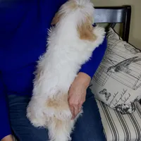 Milo - Micro Mini Teddy Bear, a male Miniature Bernedoodle for sale in Sugarcreek, OH – 8 of 10
